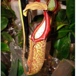 Nepenthes miranda