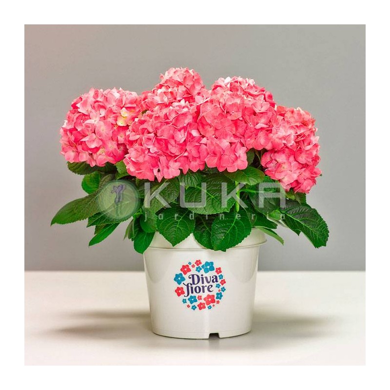 Hortensia diva fiore| hortensia regalo | planta para regalo |