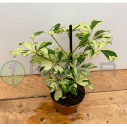 Schefflera arboricola janine
