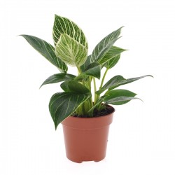 Philodendron white wave