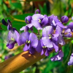 Hardenbergia violacea