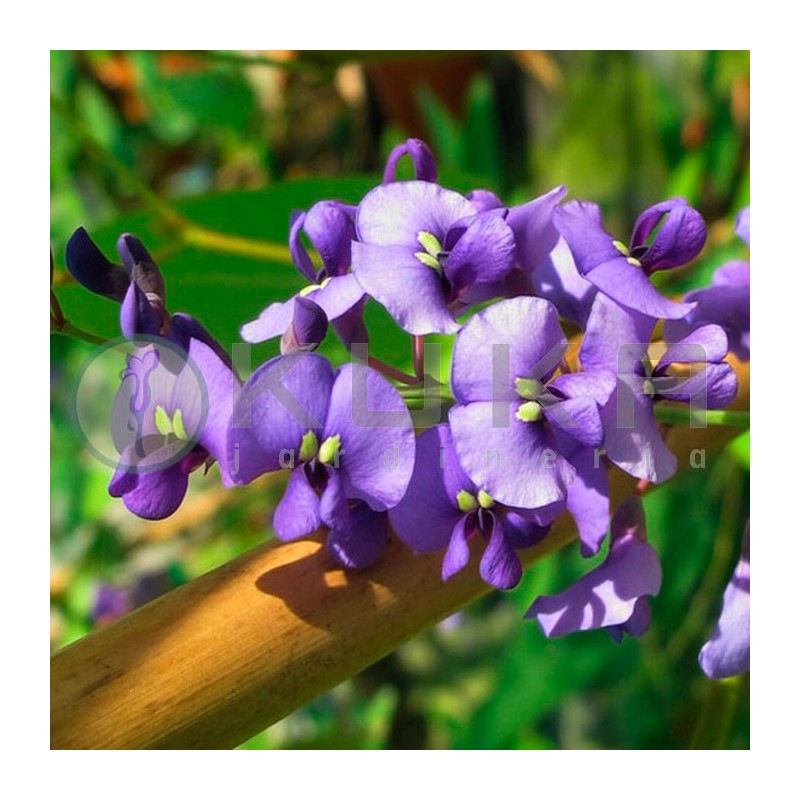 Hardenbergia violacea