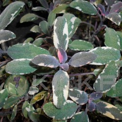 Salvia officinalis tricolor