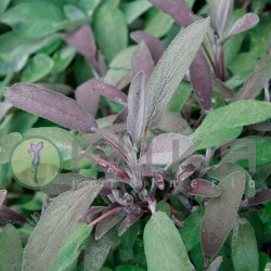 Salvia purpura