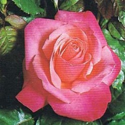 Rosal Romantica