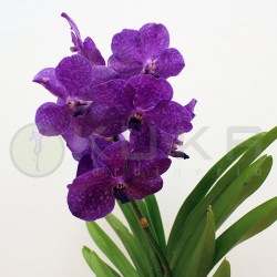 Orquidea Vanda mini| orquidea | vanda | orquidea de aire | planta de aire