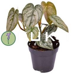 Philodendro brandtianum