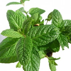 Mentha sativa ecólogica