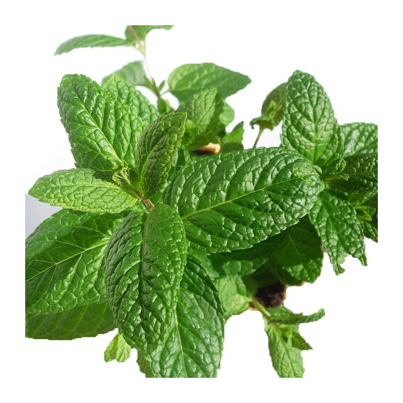 Mentha sativa ecólogica