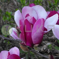 Magnolia cameo