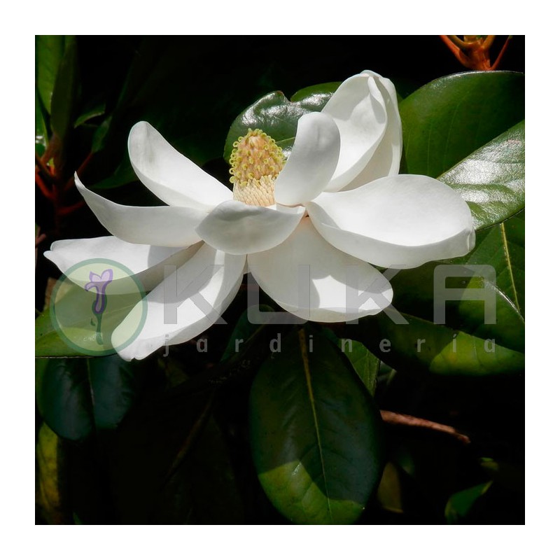 Magnolia grand fracois treyvi | árboles perfumados | comprar magnolio