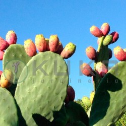 Cactus opuntia indica