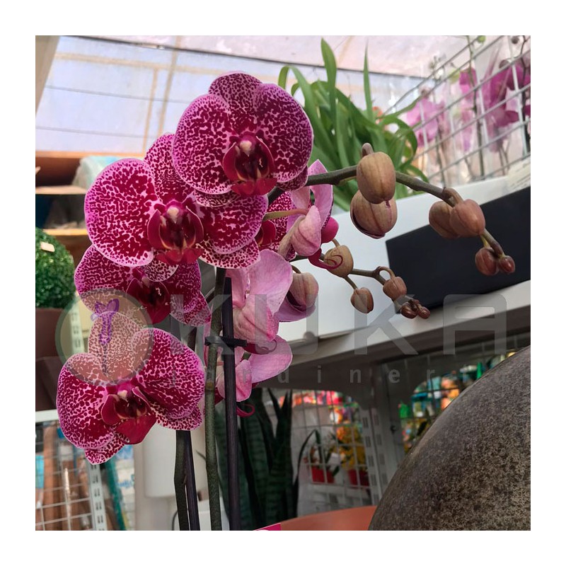 Orquídea phalaenopsis | planta para regalo| orquídea económica |