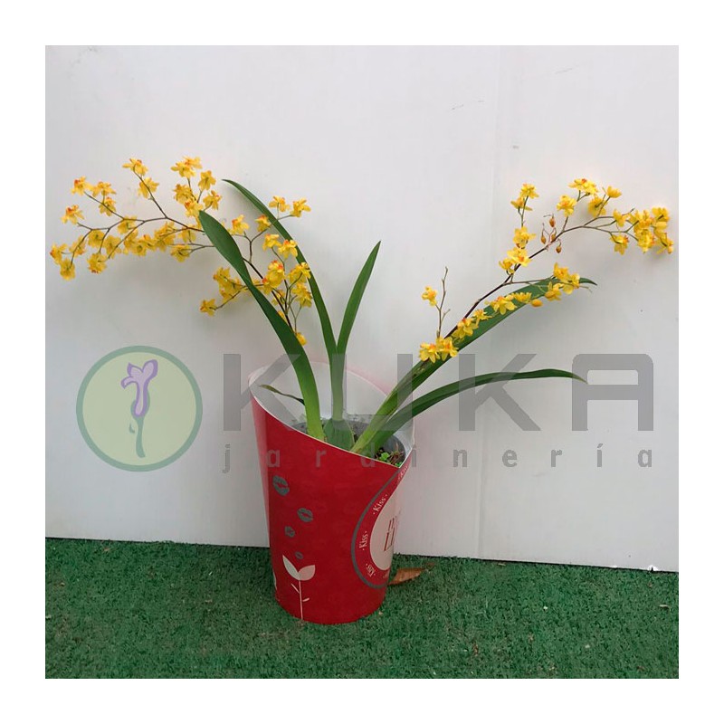Orquídea cymbidium | orquidea | plantas para regalo| cymbidium|