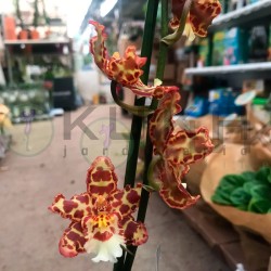 Orquídea colmanara