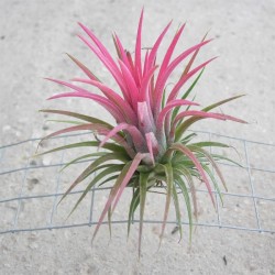 Tillandsia roja
