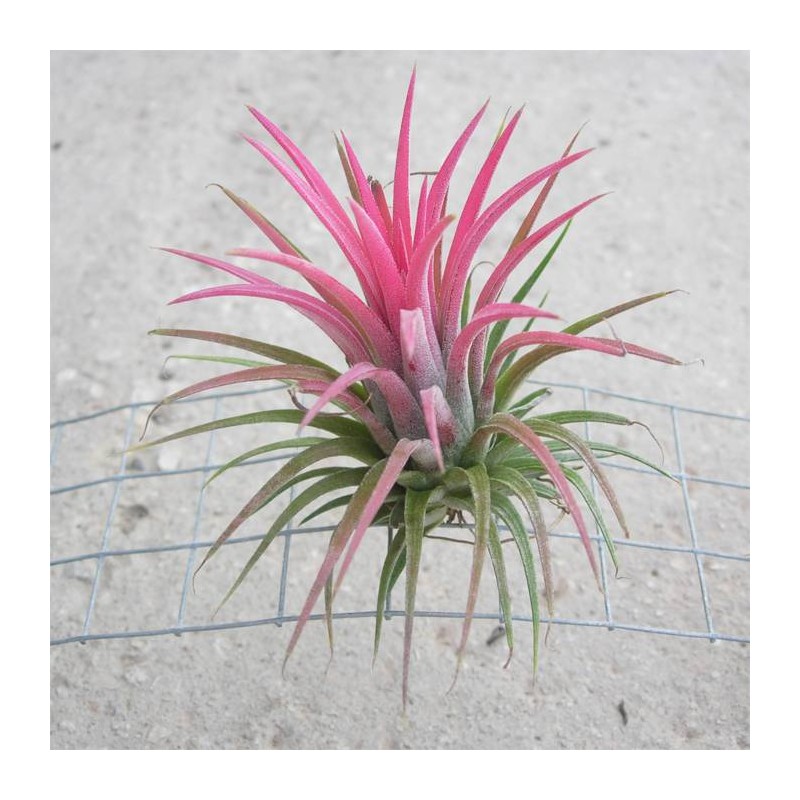 Tillandsia roja