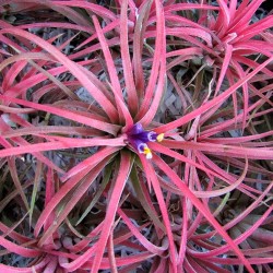 Tillandsia roja