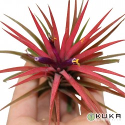 Tillandsia roja