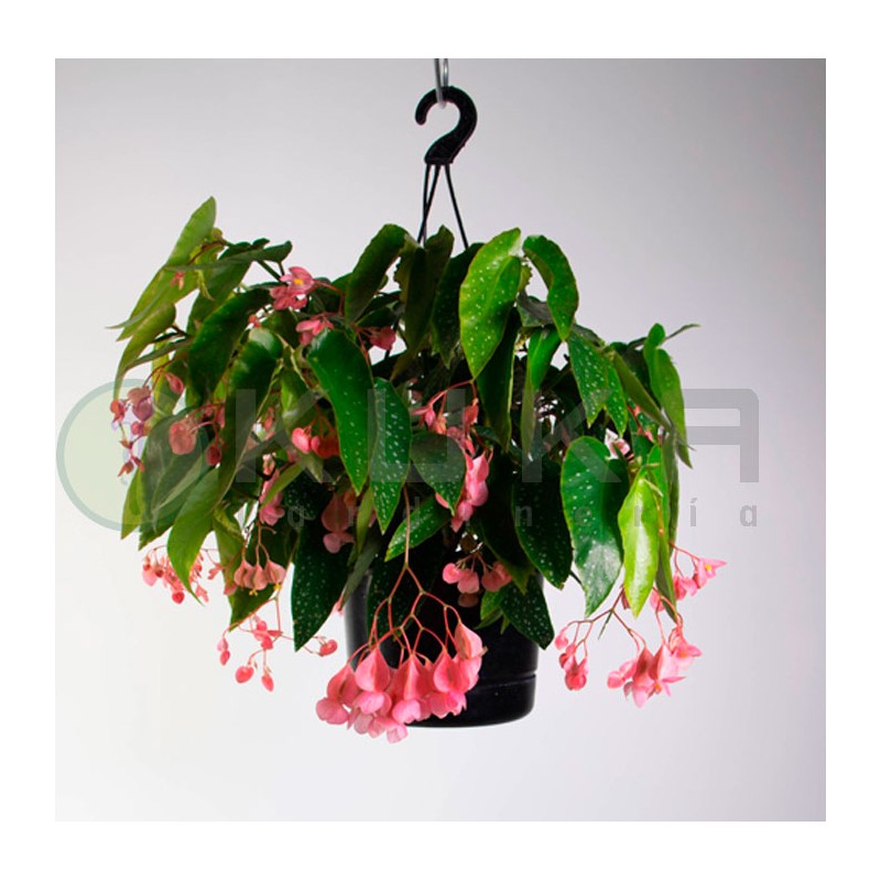 Begonia picta| plantas de interior |begonia| comprar begonia|