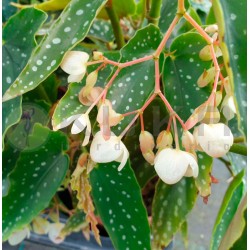 Begonia picta| plantas de interior |begonia| comprar begonia|