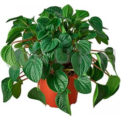 Peperomia albovittata rana...