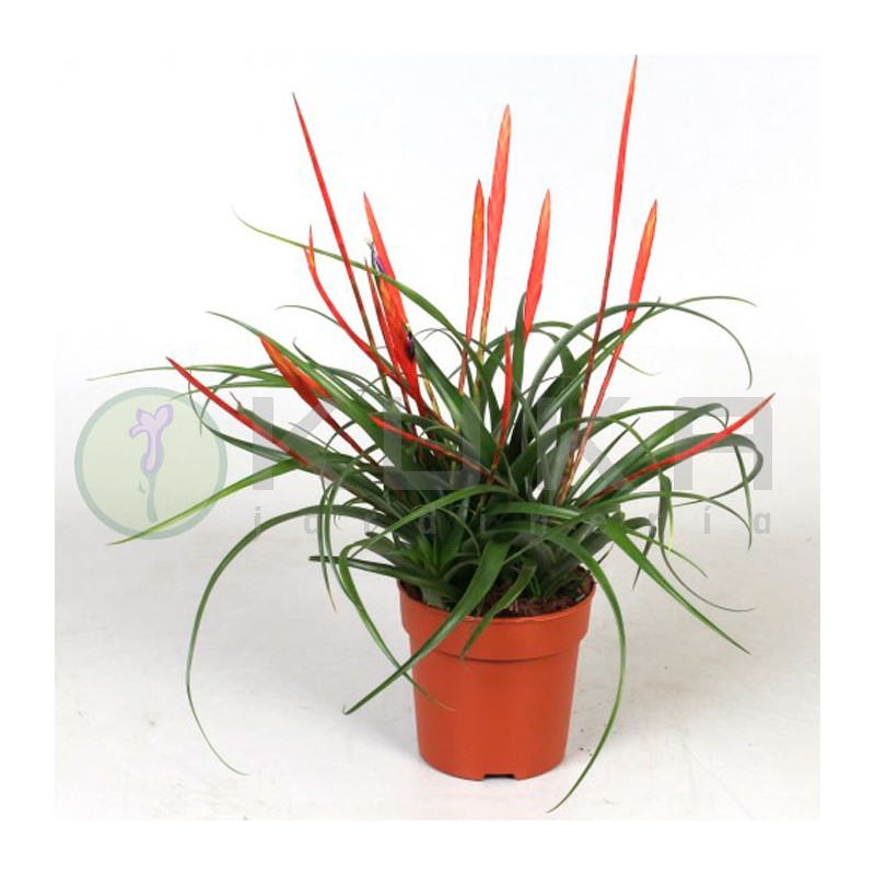 Tillandsia flabellata| planta de aire |