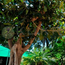 Ficus benghalensis EJEMPLAR