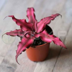 Cryptanthus red star