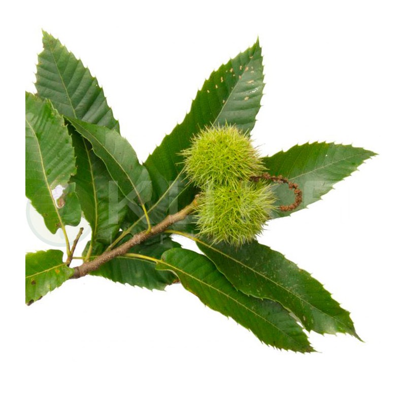 Castanea sativa | Comprar Castaño común | Árbol castaño