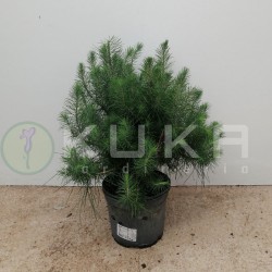 Pre-bonsái Pinus halepensis