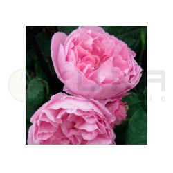 Rosal Mary Rose