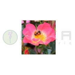 Rosal Bijenweelde bicolor