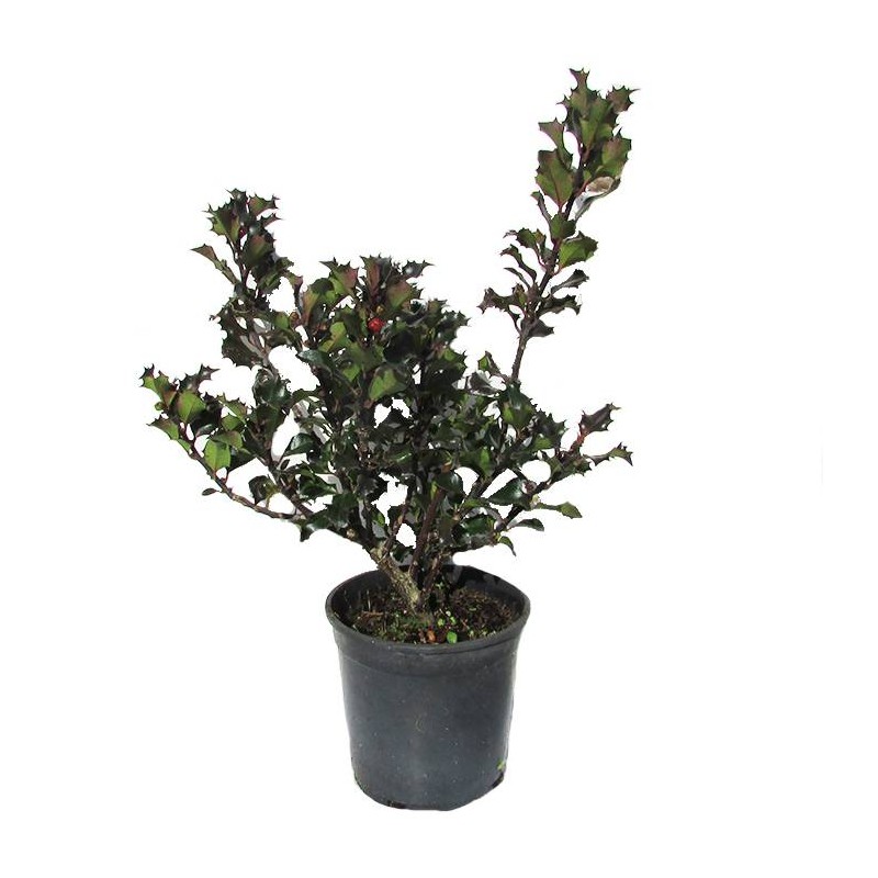 Ilex meserveae columnar|acevo columnar|muerdago|comprar acebos|