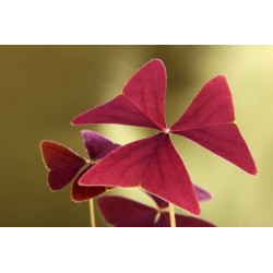Trebol oxalis myke red