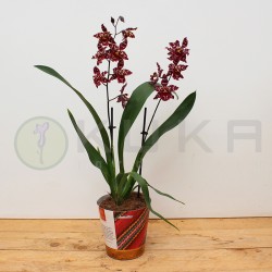 Orquídea odontioda stirbic...