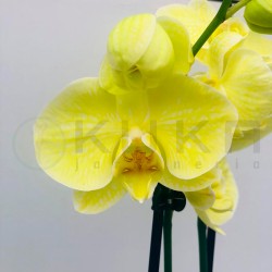 Orquidea phalaenopsis royal...