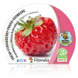 Fresa framberry Certificado...