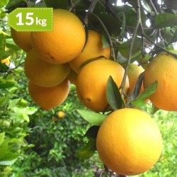 Naranjas Sin Seleccionar 15...