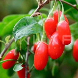 Planta de Goji. Lycium...