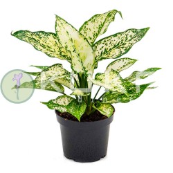 Aglaonema white kiwi