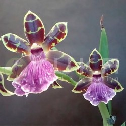 Orquidea zygopetalum