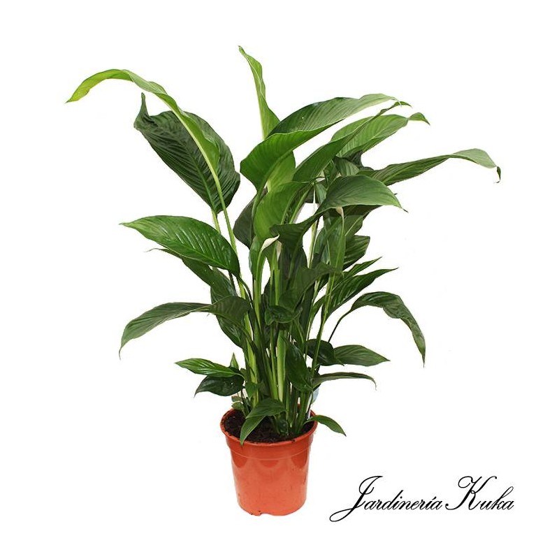 Spathiphyllum sweet Isabella|planta de interior|planta interior con flor