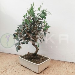 Bonsai Olea Europaea 8 años