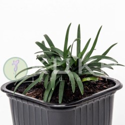 Ophiopogon japonicus