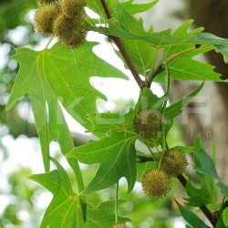 Platanus orientalis