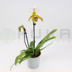 Orquídea paphiopedilum...