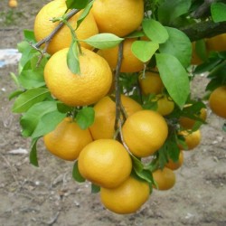 Mandarinas