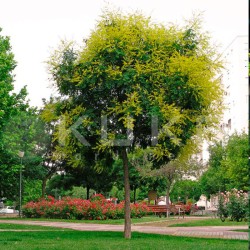 Koleuteria paniculata