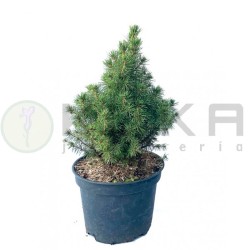 Picea glauca alba